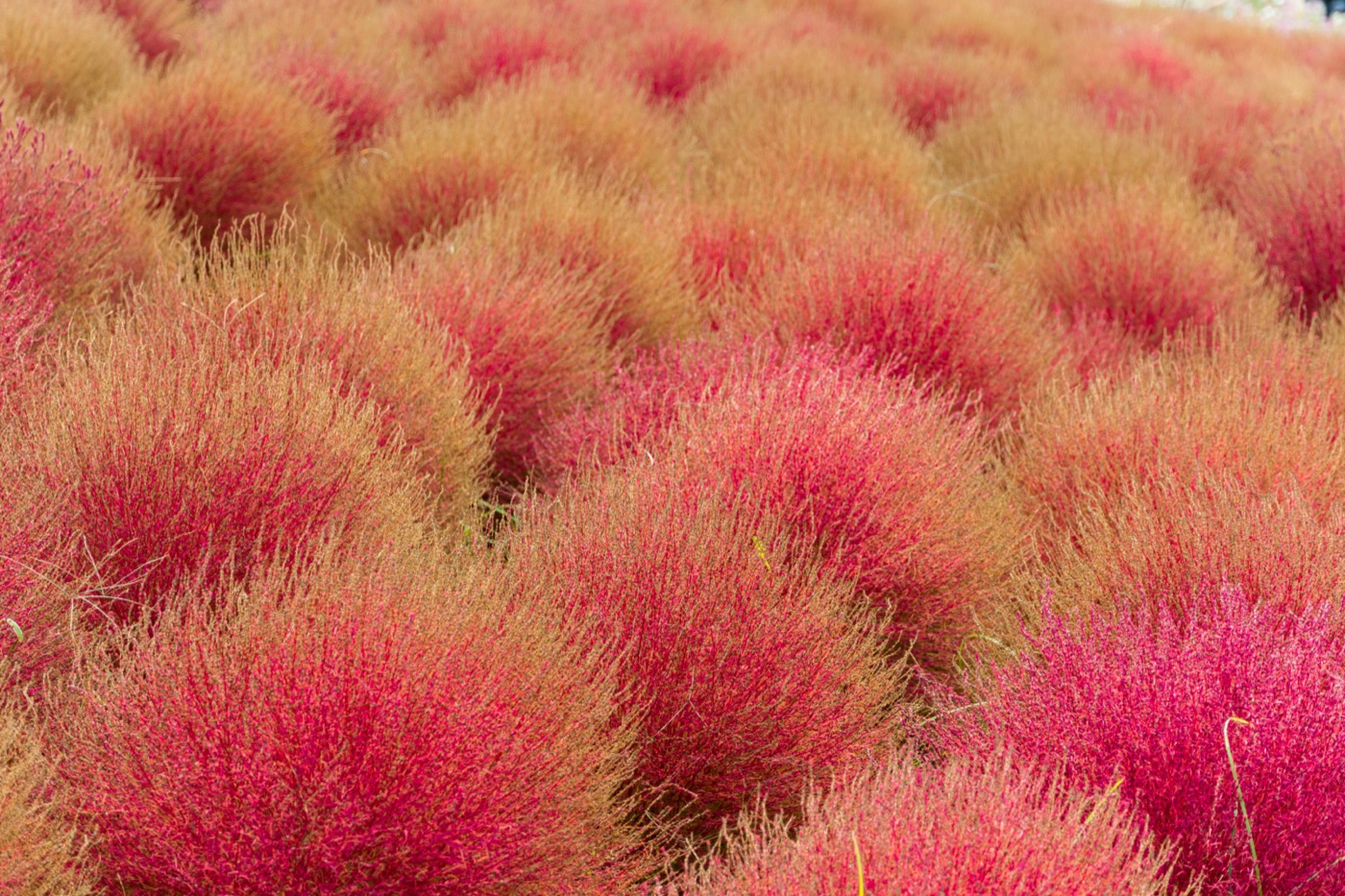 赤く色づいたコキア
