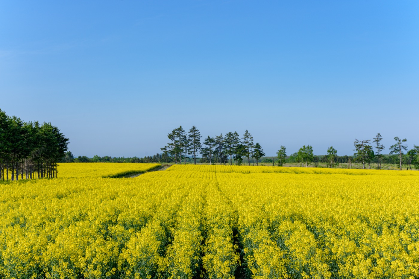 北海道の菜の花畑