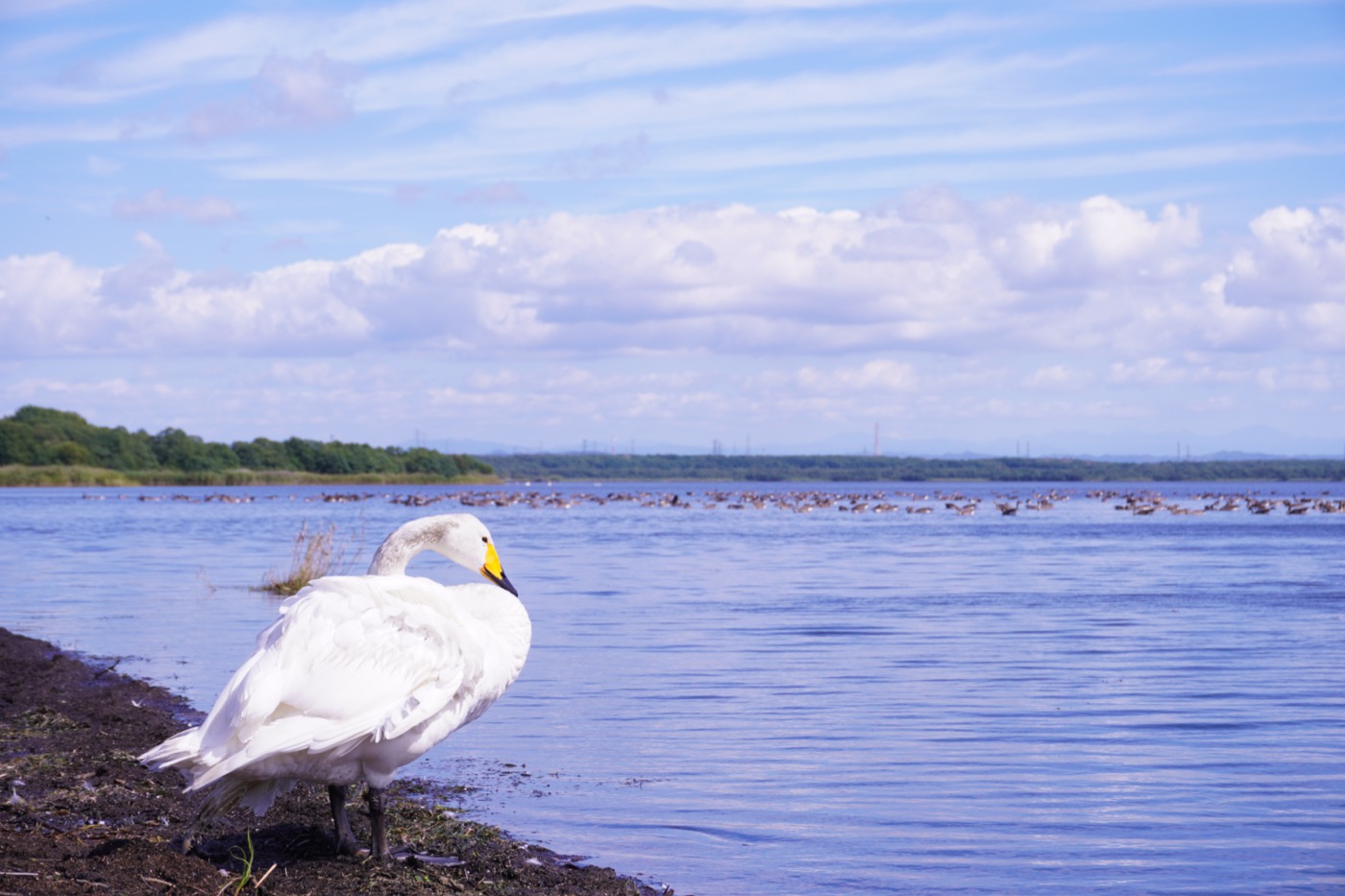 ウトナイ湖の白鳥と渡り鳥の群れ