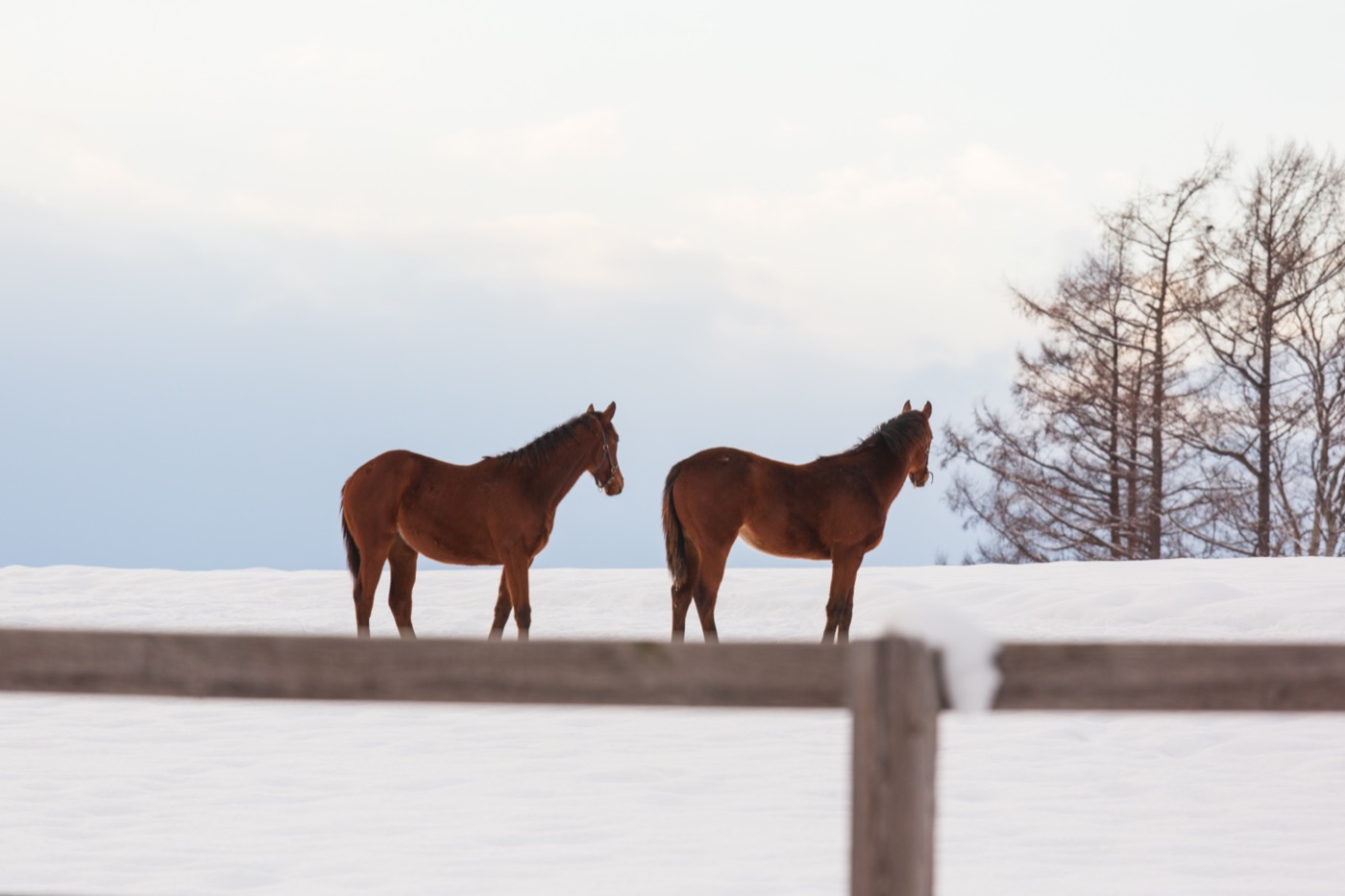 雪の牧場に立つ二頭の馬